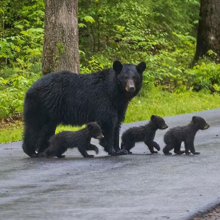 Her Majesty'S Way, Awesome Mtn Views, 1089 Free Tickets Each Paid Day, Dollywood And More 蓋特林堡 外观 照片